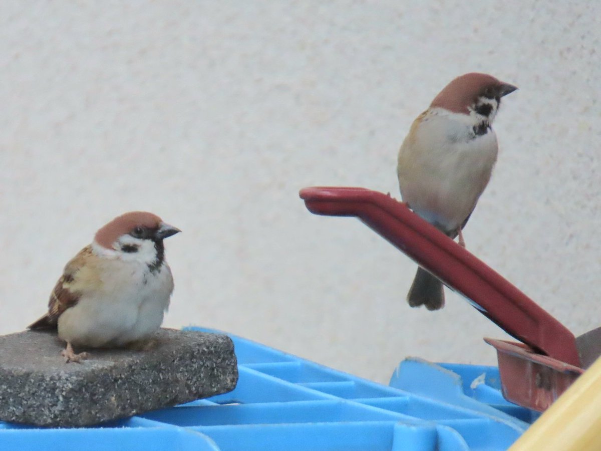 みみ雀 tweet media