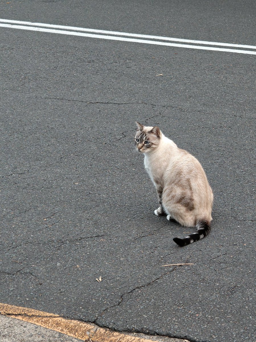 usrnam_here's tweet photo. saw this today. what are you thinking about little kitty cat https://t.co/vWI1BMzf5g