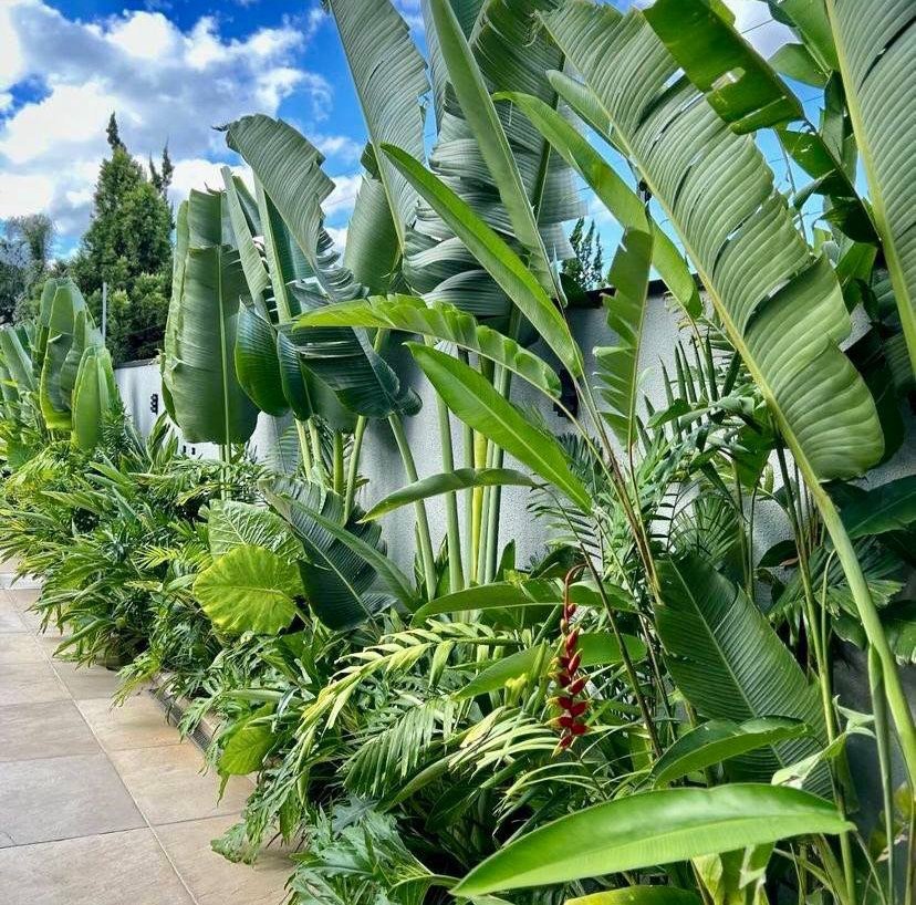 tree_isle's tweet photo. Certainly your best plug when it comes to landscaping in the beautiful City of Abuja!!!
Tree Isle https://t.co/Jiz6edOPq3