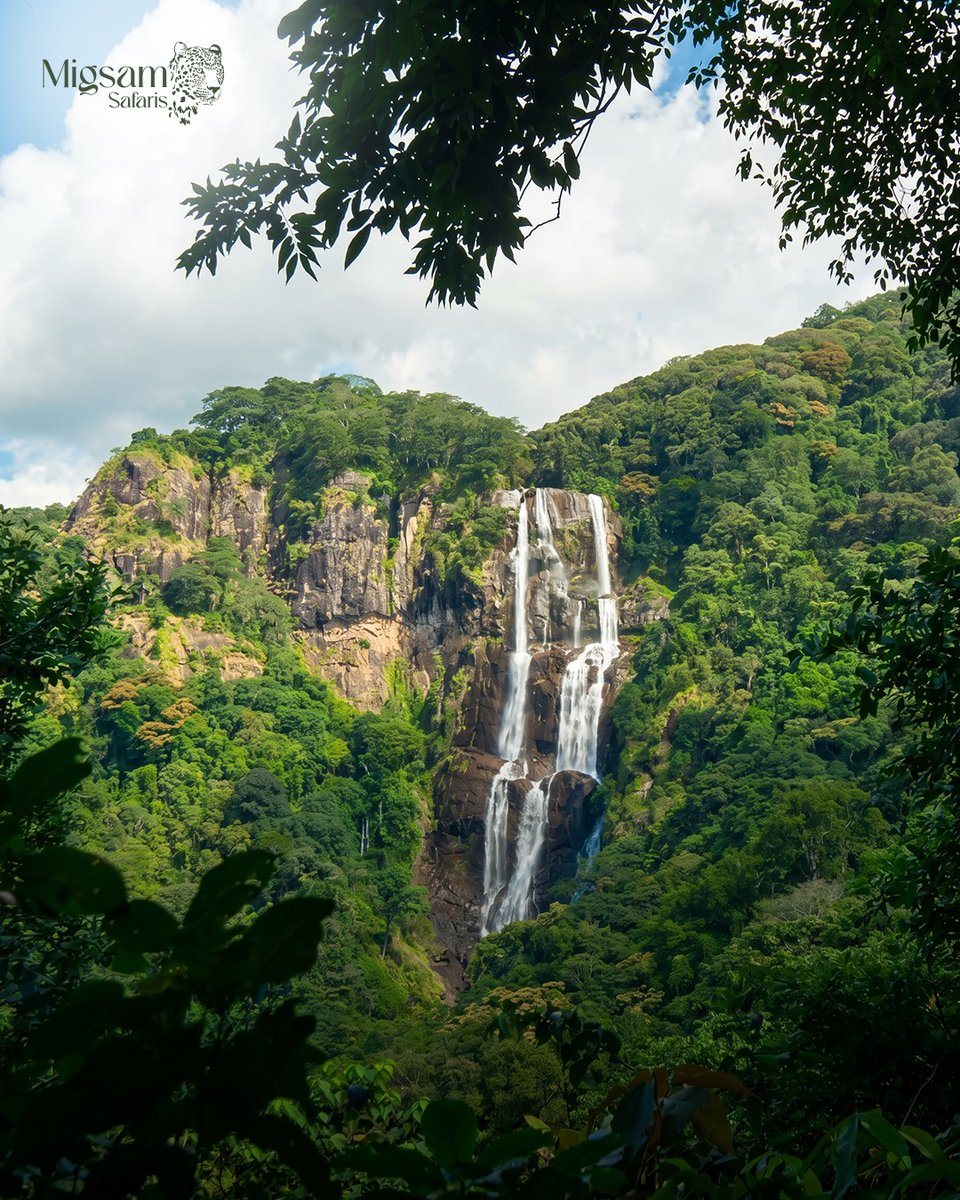 migsamsafaris's tweet image. Conservation here isn’t just protection—it’s a commitment to preserving wildlife 🦁, supporting local communities 🤝, and ensuring future generations experience Africa’s wild, untouched beauty. 🌿✨

#Tanzania #Serengeti #Ngorongoro #WildlifeConservation #SafariLife