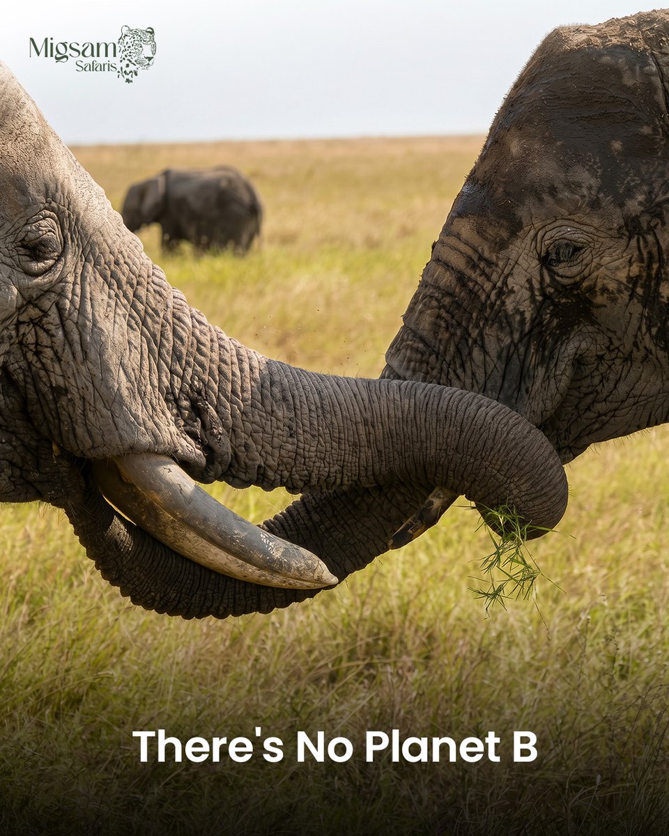 migsamsafaris's tweet image. Conservation here isn’t just protection—it’s a commitment to preserving wildlife 🦁, supporting local communities 🤝, and ensuring future generations experience Africa’s wild, untouched beauty. 🌿✨

#Tanzania #Serengeti #Ngorongoro #WildlifeConservation #SafariLife