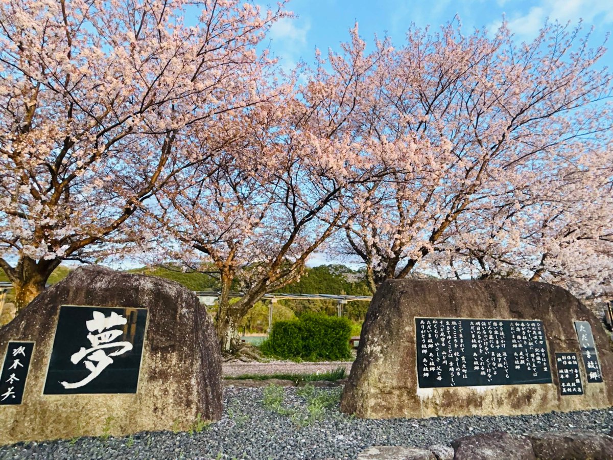 🌸みんなの地域の桜🌸

本日は和歌山のカズーさん😊

カズーさんの母校の近くにある公園の桜並木だそうで、とても有名な演歌歌手さんの碑も建っているようです✨️

和歌山の素敵な桜スポットですね🙌

#分身ロボットカフェ
#BunshinRobotCafe