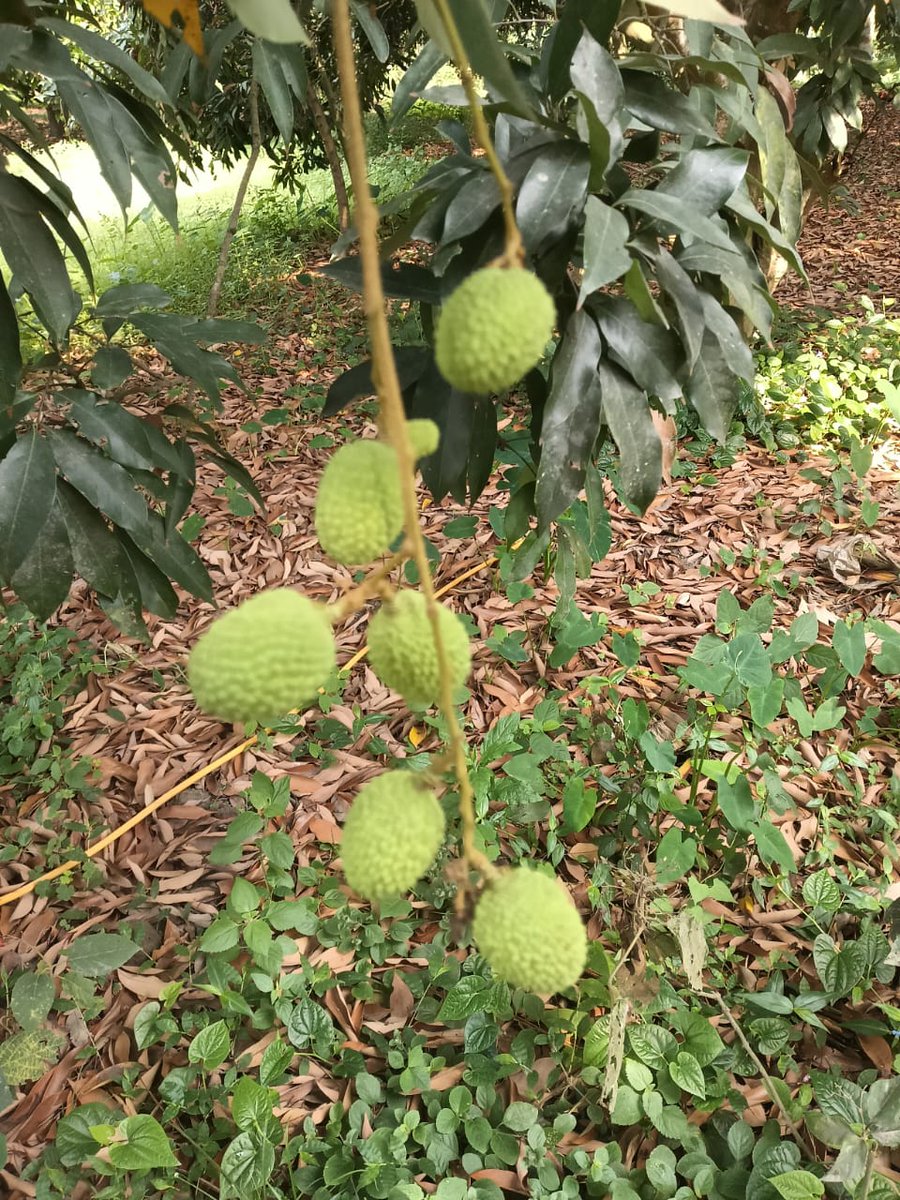 deepakmishra06's tweet photo. Litchi Season Update 🍃
Our orchards have reached 60–70% crop readiness, reflecting a strong and promising harvest.
Market dispatches will be from the first week of May, as MOHI Group gears up to deliver premium quality litchi across export and e-commerce channels.
#Mohigroup https://t.co/fWL7r5mF35