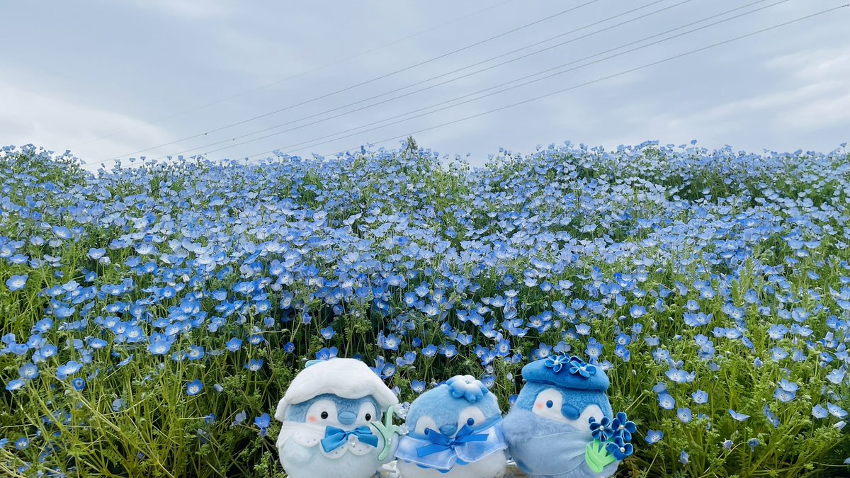 あきにょ tweet media