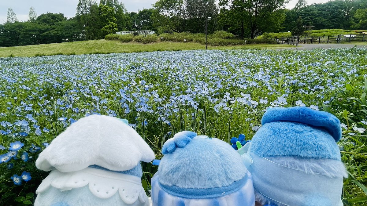 あきにょ tweet media