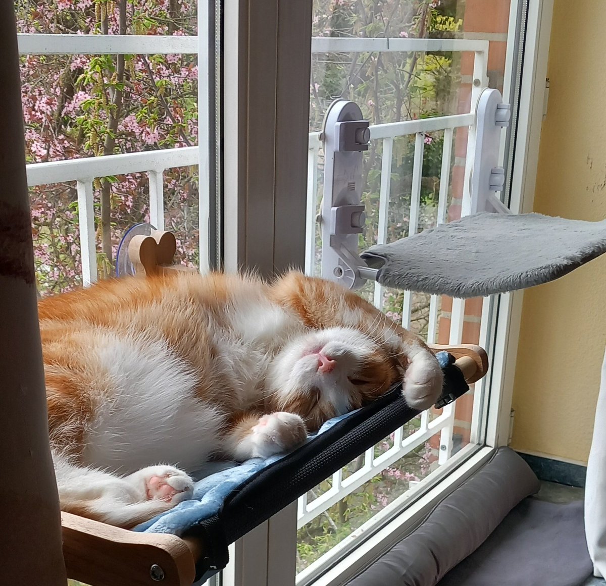 ⚓Moinkatze ⚓ tweet media