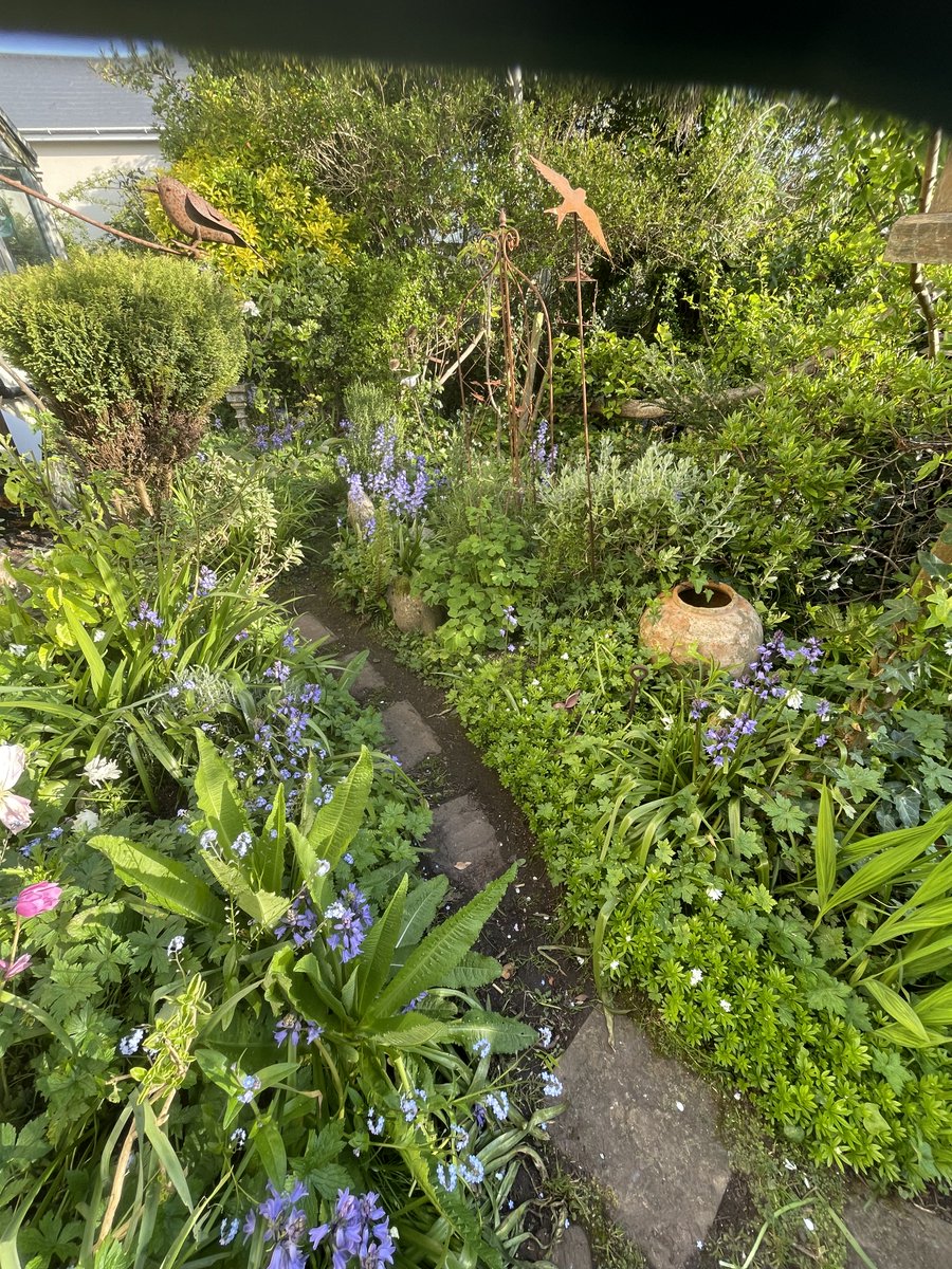 helen21206699's tweet image. Good morning from down the #garden #path in my little #cottage #garden