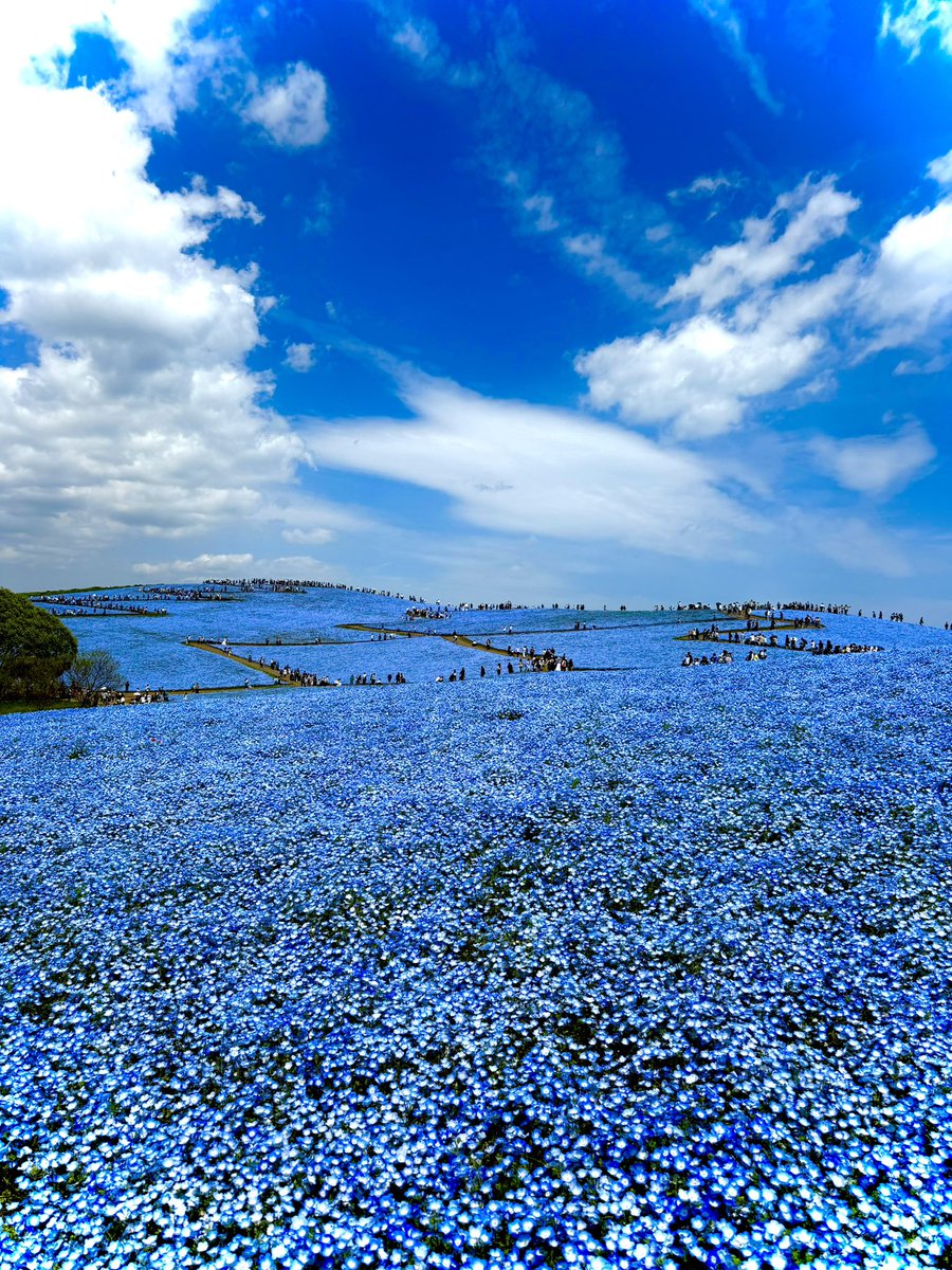 すん。 tweet media