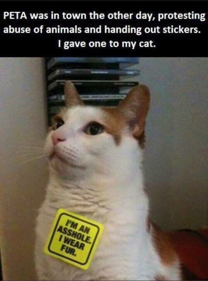 faux_jazzy's tweet image. very applicable cat sticker #memes #sticker #peta #furry #cat