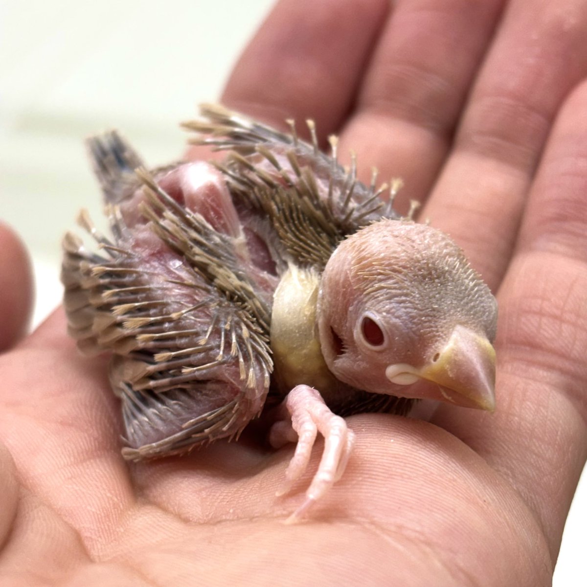 po_turugashima's tweet image. シナモン文鳥とシルバー文鳥入荷✨️

お問い合わせも多かったシナモン文鳥がやって来ました！

 #ペッツワン #ペット #鳥 #文鳥 #シナモン文鳥 #シルバー文鳥