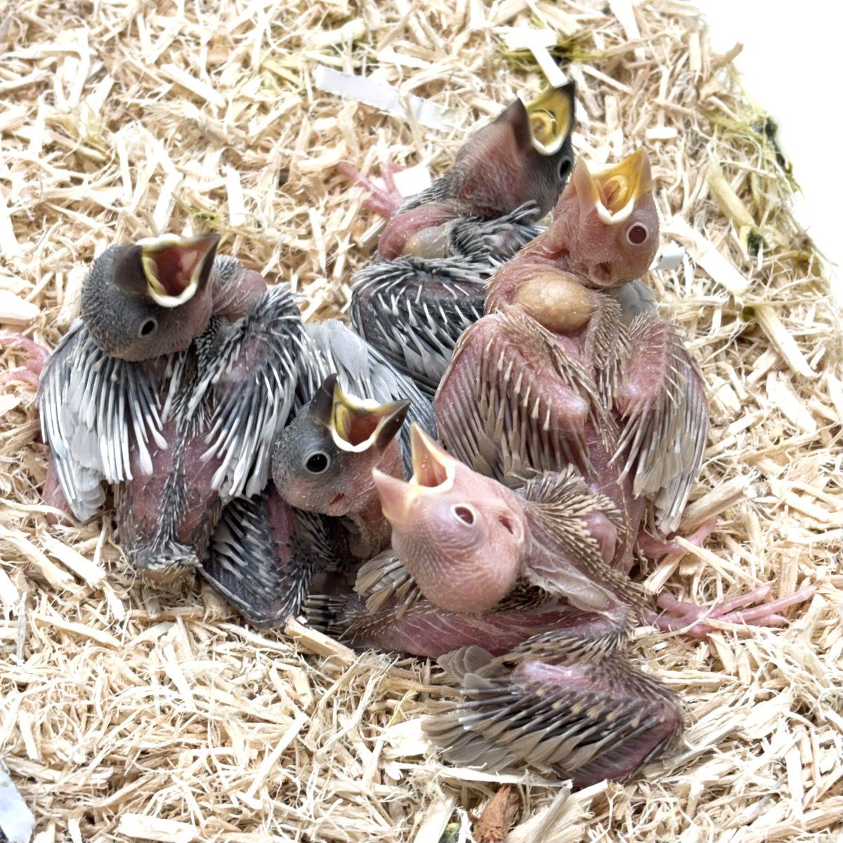 po_turugashima's tweet image. シナモン文鳥とシルバー文鳥入荷✨️

お問い合わせも多かったシナモン文鳥がやって来ました！

 #ペッツワン #ペット #鳥 #文鳥 #シナモン文鳥 #シルバー文鳥