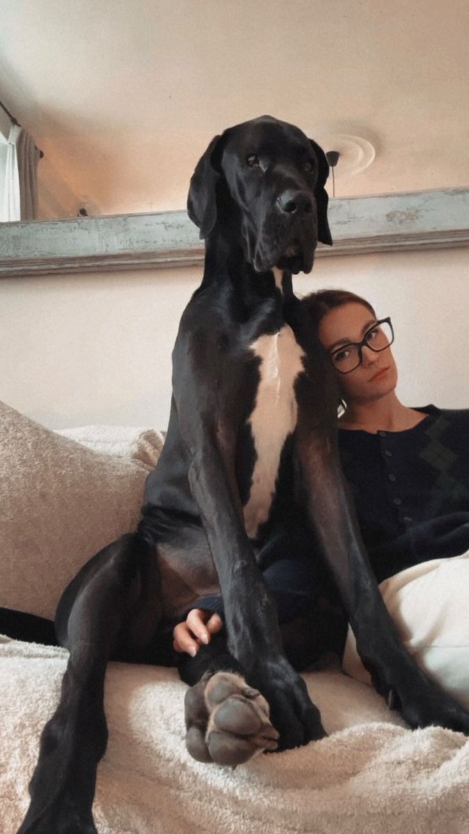 agent_redgirl's tweet image. New release today!! DM for menu and price. #zoophilia #bestiality #doglover #dogknotting
dogwhore #artofzoo #artofzoofirsttime #zoophillia #SelfCare #PupLove #artofzoo #zoolove #k9lady #knottygirl #submissive #Raven #ta