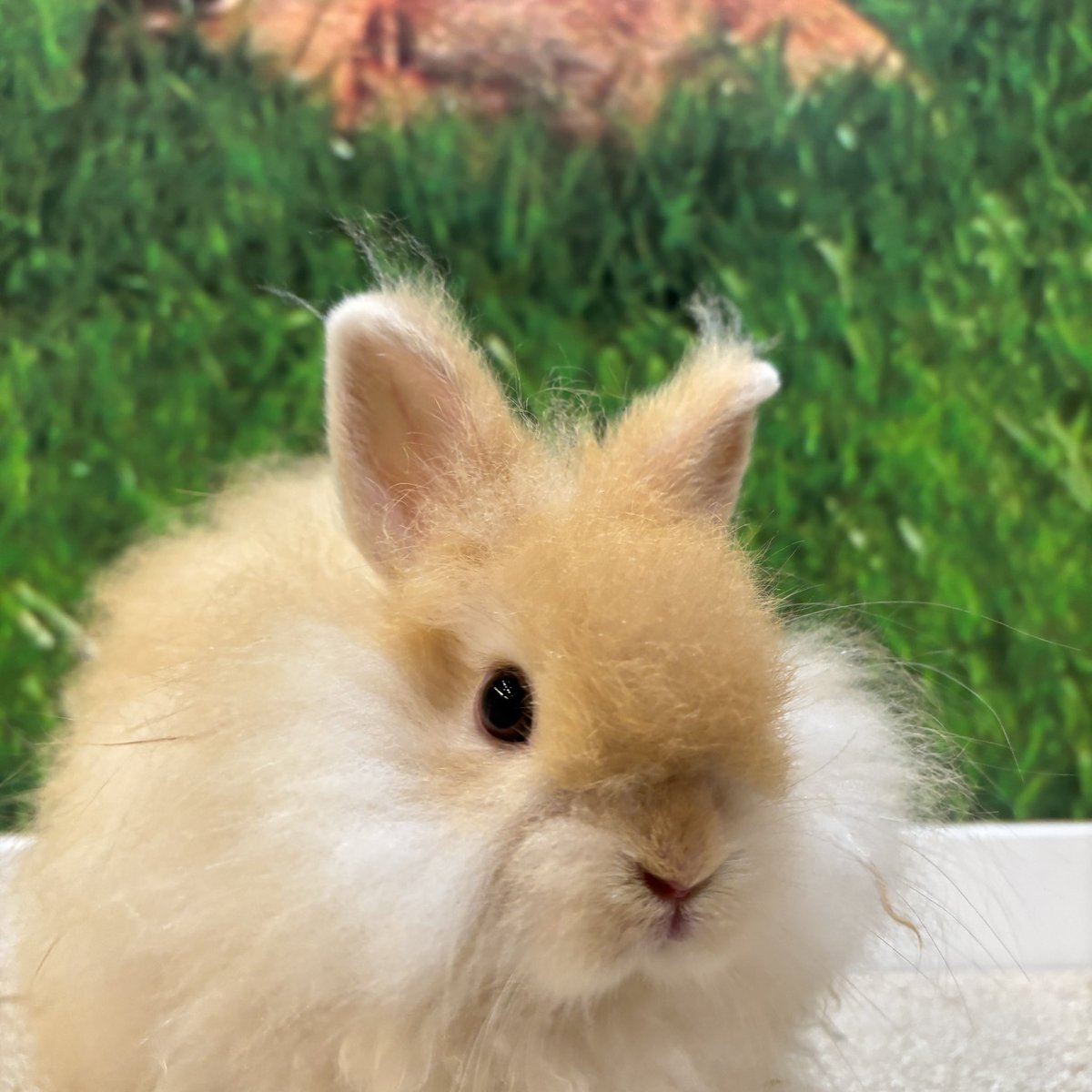 ちぎりパン❓台風🌀❓いえいえうさぎさんです🐰 #うさぎ #うさぎ専門店