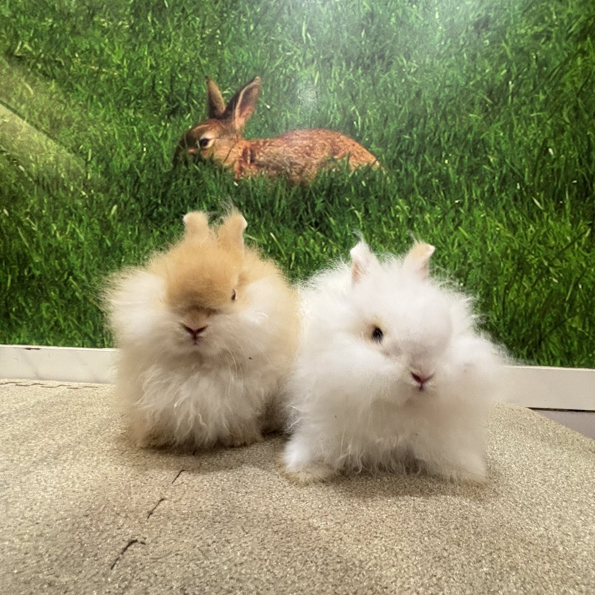 ちぎりパン❓台風🌀❓いえいえうさぎさんです🐰 #うさぎ #うさぎ専門店