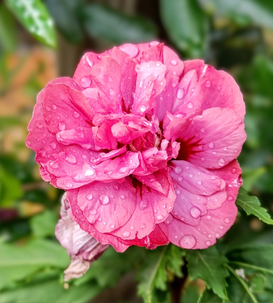 ShirleyBoyt's tweet image. Today's theme is #Raindrops and #Roses