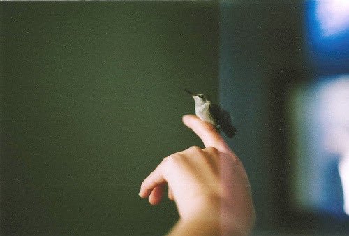 たいよう tweet media