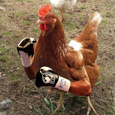 KaiChon «BOT» tweet media