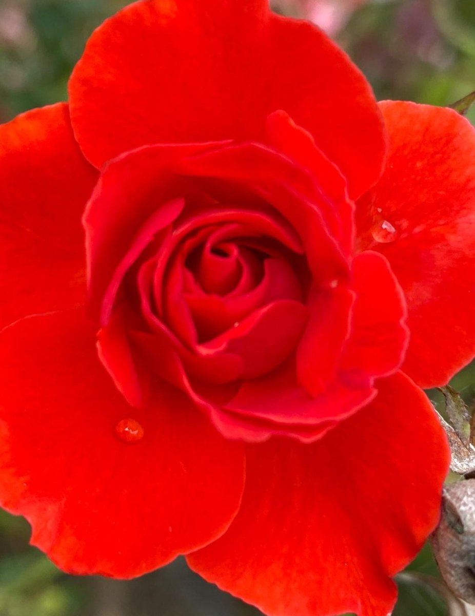 kmr036's tweet image. #Raindrops on #Roses #DailyPictureTheme