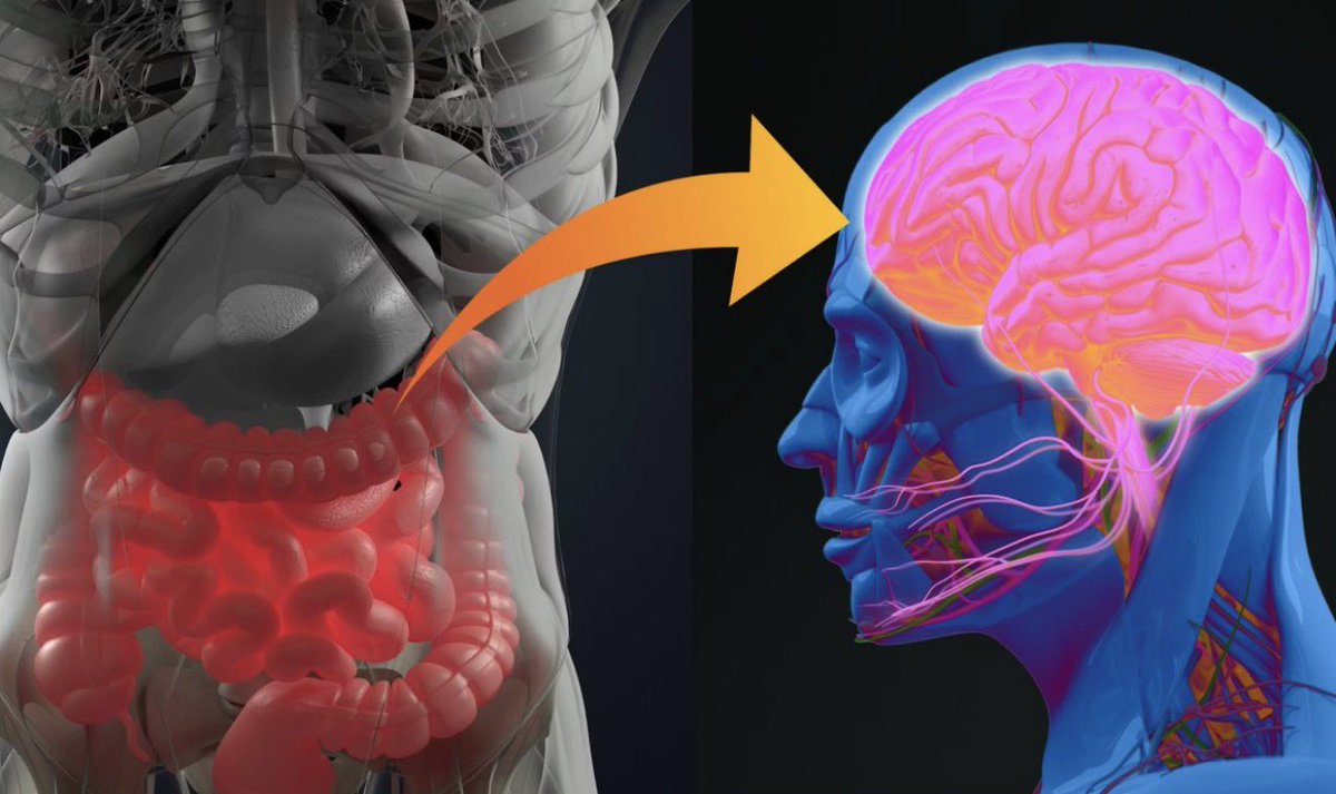 TodaNoticia's tweet image. La microbiota intestinal puede revelar el riesgo de padecer párkinson todanoticia.com/2026/04/21/la-… #microbiotaintestinal #salud #enfermedad #Parkinson #todanoticia