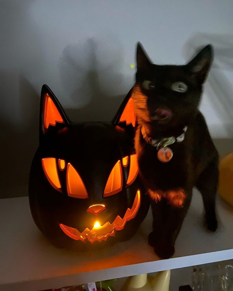 blackscats's tweet photo. https://t.co/kBLyGQBzx1
