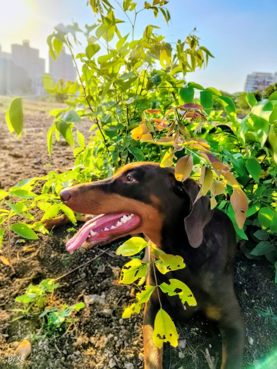 swordsnhammer's tweet image. #HappyEarthDay to those ❤️‍🔥 ⛽ &amp;amp; lecturing about the #planet while their daily habits are basically a ‘How-To’ guide for the apocalypse. I’ll stay in the shade (while it lasts). 🐕💨 #EarthDay #Greenwashing #Doggythoughts  #UN