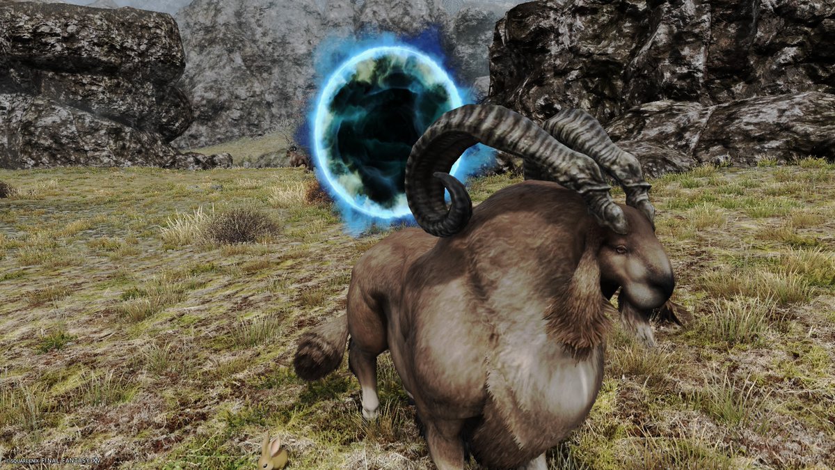 ごまSesame tweet media