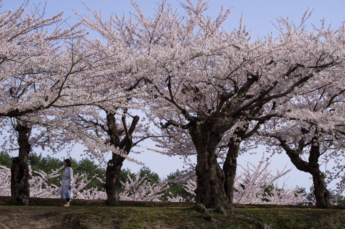 NikottoK's tweet photo. さくら満開、今日（4/22）の五稜郭公園。＃函館 https://t.co/yJbDXaZ1Mt
