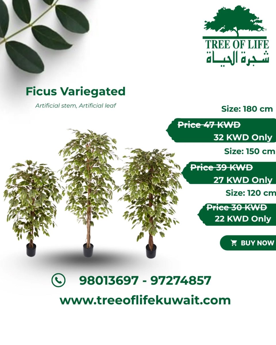 treeoflifekwt's tweet image. #ficustree #ElegantDesign #GreenVibes #LuxuryLifestyle
#ModernLiving #specialoffer #newhouse #furniture #greenwallkuwait #plantwork #plant #treework #kuwaitoffer #bestoffer #maintenance #megaoffer #Treeoflifekuwait #Treekuwait #Plantkuwait #Artificialplant #wallplant #Artificial