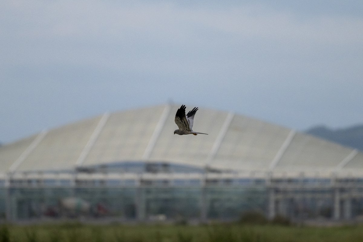 PPNEA's tweet photo. The Convention on Migratory Species (CMS) has called for the suspension of both the construction and operation of Vlora International Airport until the necessary environmental studies are conducted.

Read more:  https://t.co/X1SuHtLZXw https://t.co/thB4xANytP