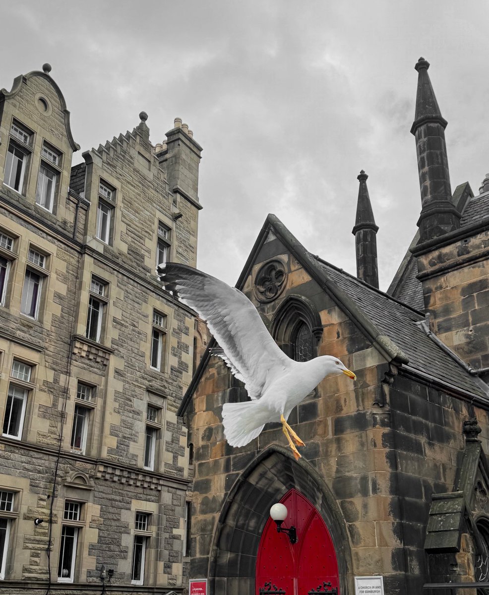 fridamania tweet media