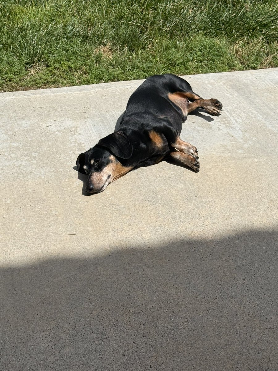 erikl3w's tweet image. So true… our little Jehu is 9yrs old.. #Dachshunds #Weinerdog #MyBuddy