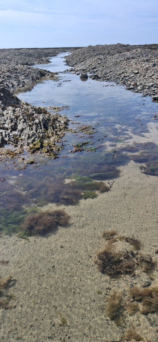 josettehersent's tweet image. Garde un goût de sel
entre mes lèvres entrouvertes 
la mer mon amour

#haïku