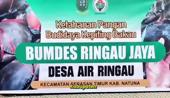DARI NATUNA UNTUK INDONESIA. BUMDesa Desa  Air Ringau di Ujung Utara Negeri  berinovasi membudidayakan kepiting untuk kesejahteraan warga.
#BPSDMKementerianDesaPDT
#BUMDesaNatuna
 #KerjaTPPBerdampak #BUMDesaMensejahterakanRakyat
#KerjasamaBUMDesadanKDMP