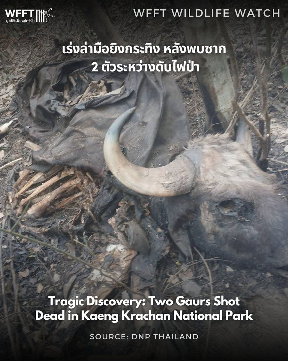 Wildlife Friends Foundation Thailand tweet media
