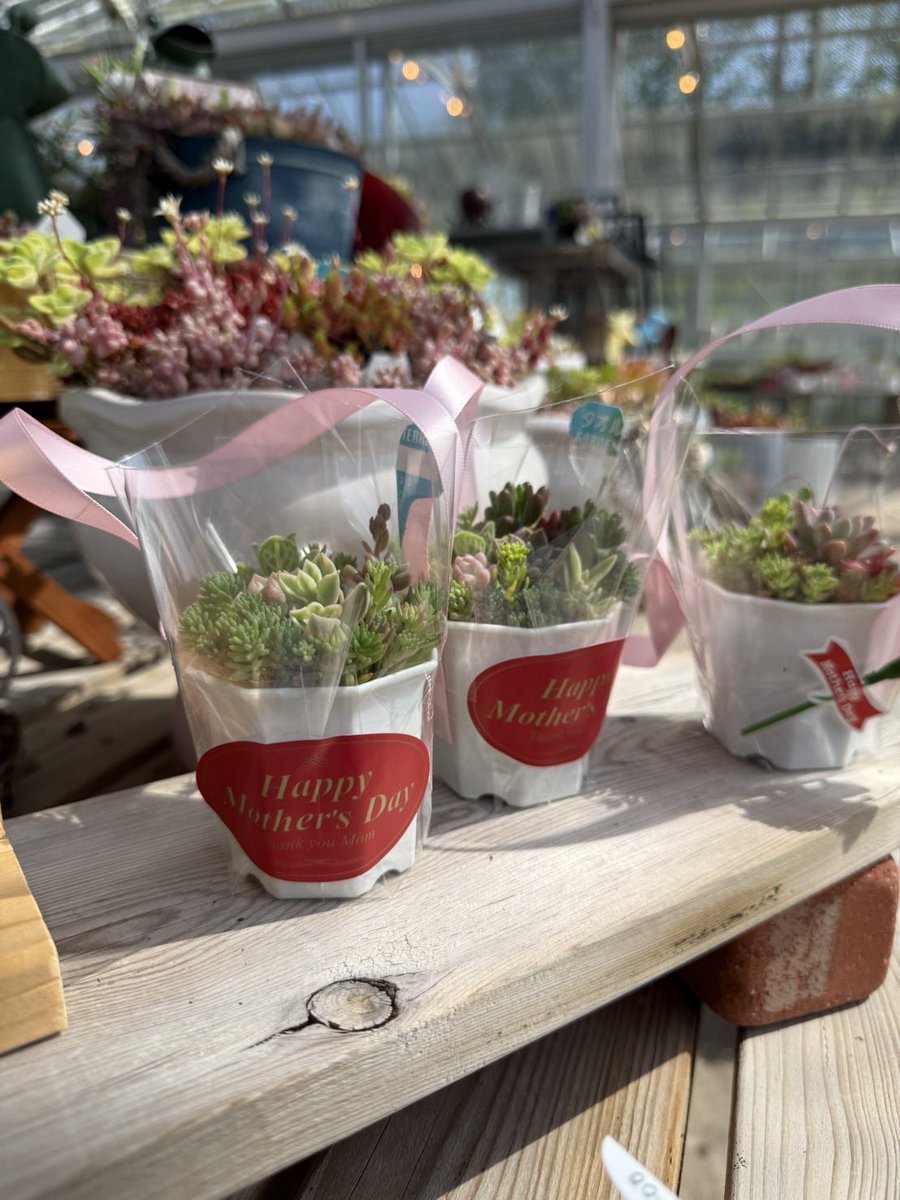 母の日の贈りものに🌷 やさしく育つ、多肉植物はいかが？ 手のひら