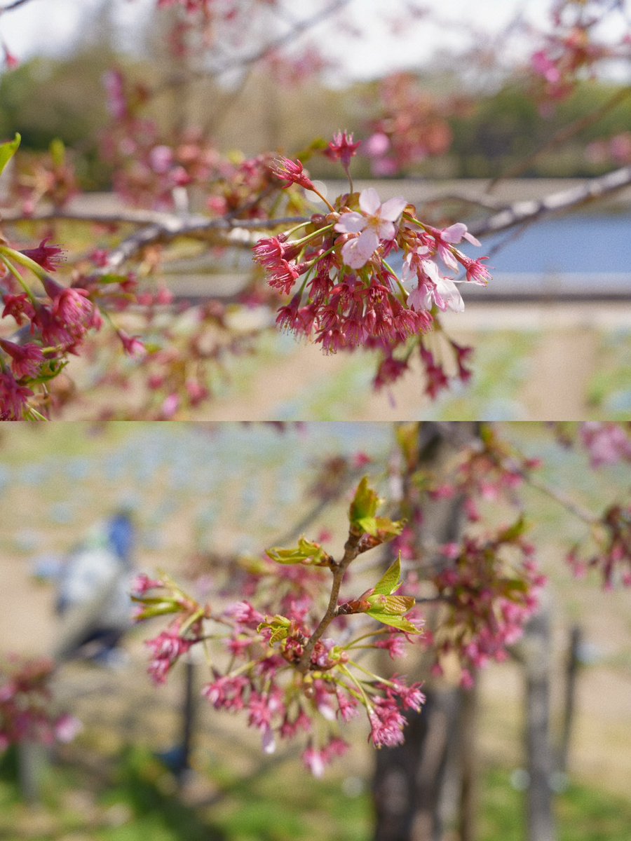 HANYUAHOLIC's tweet photo. 落花🌸长叶🍃 #ゆづ桜 https://t.co/0wwsqg8ohm