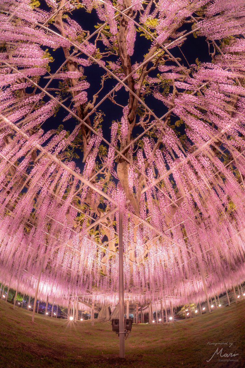 あしかがフラワーパークの藤が花火のよう🎆
