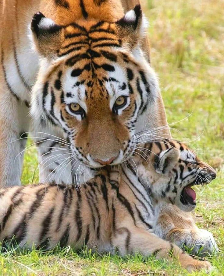 IT'S LION AND TIGERS WORLD tweet media