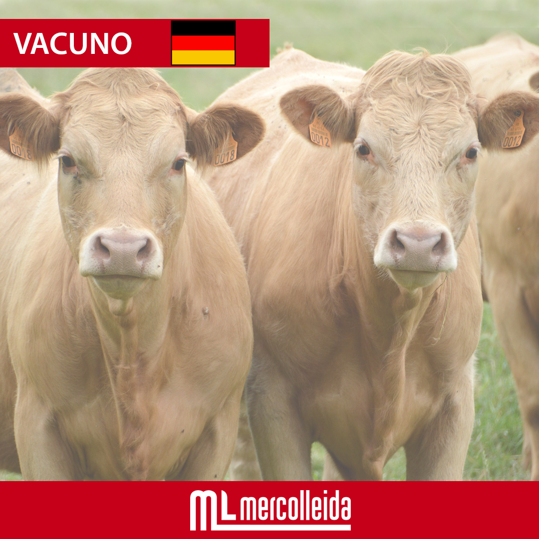 mercolleida's tweet image. #vacuno ALEMANIA. En los añojos, hay presión sobre los precios debido al aumento de oferta. En las novillas, los precios son ligeramente a la baja. Finalmente, en las vacas, el suministro es limitado.
👉 mercolleida.com/es/servicios/m…
#lonjamercolleida #mercados #lonja #precios