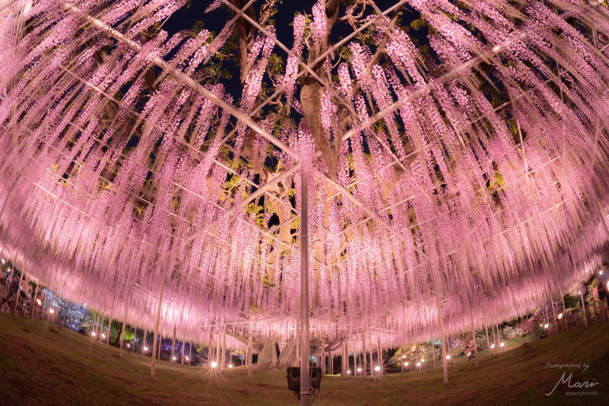 あしかがフラワーパークの藤が綺麗✨