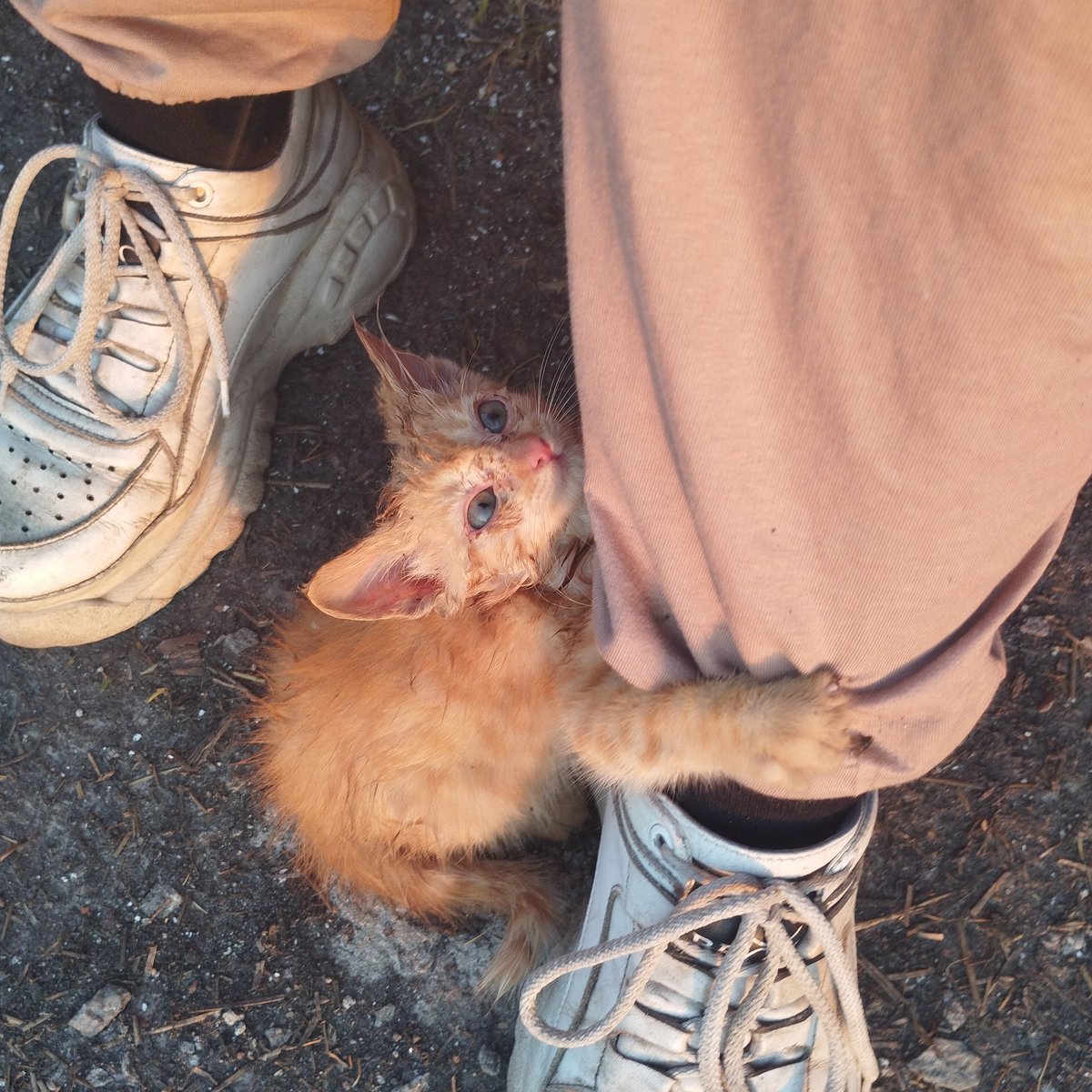 Акамі tweet media