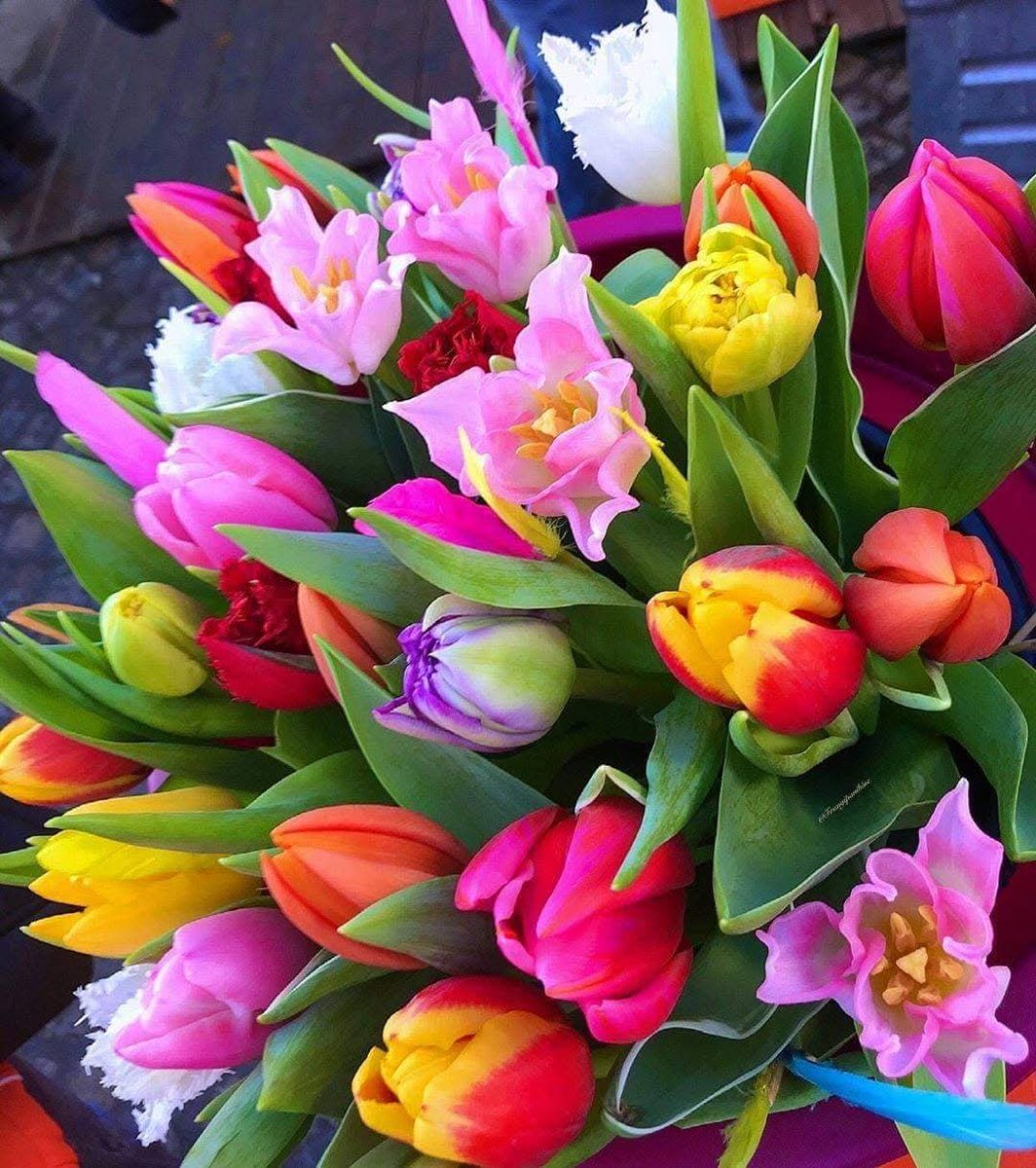 KristelBERINGER's tweet image. Magnifiques Tulipes !!
#NatureBeauty