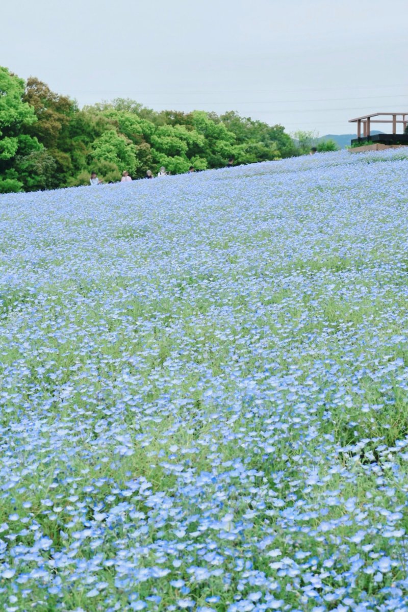 めぐ｜写真 tweet media