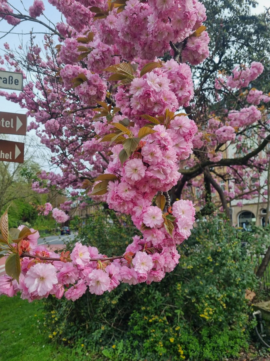 Lady_Jean25's tweet image. Guten morgen ihr lieben alle ☕️☕️..auf geht's in den #mittwoch..die #Sonne 🌞 scheint das wetter macht gute Laune..in der pause geh ich in den #Park 💚🌳💚..kommt gut und gesund durch den Tag 😀👍 🩷🌸🩷