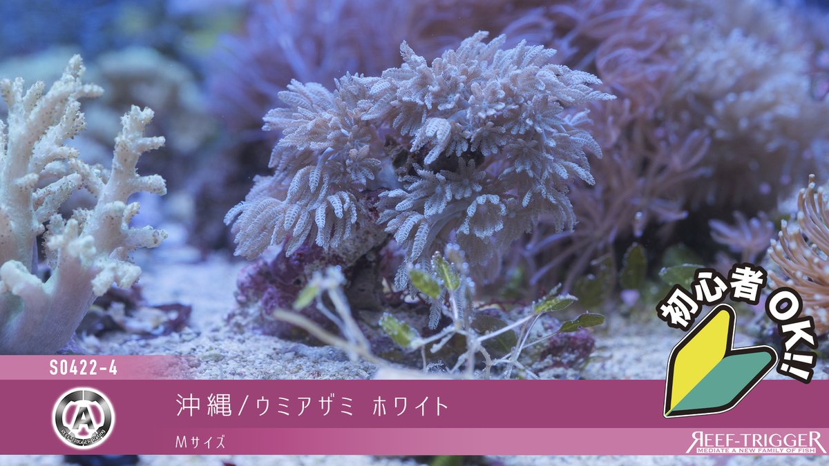 New Arrival

沖縄/ウミキノコ ロングポリプ コロニー　MS×1 S×4
沖縄/ウミキノコ フラワーポリプ　Mサイズ
沖縄/トサカSP　Mサイズ
沖縄/ウミアザミホワイト　Mサイズ

reef-trigger.shop/?mode=cate&cbi…