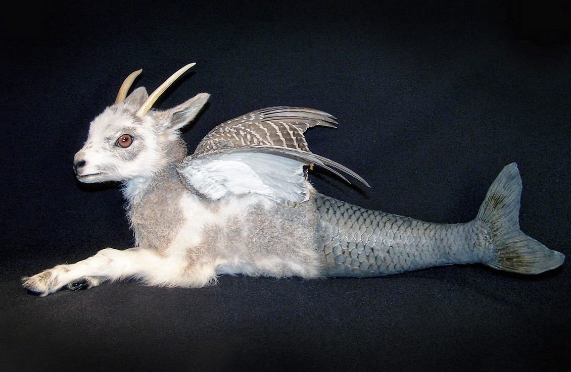 ‘Capricorn’ rogue taxidermy by Sabrina Brewer, 2004