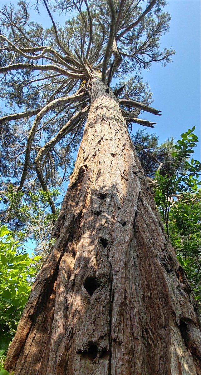 Kastanienzweig's tweet photo. Old tree πΏπ³π
#treepeople #TreeWonders #treespirit #trees https://t.co/Cuapz7x0rW