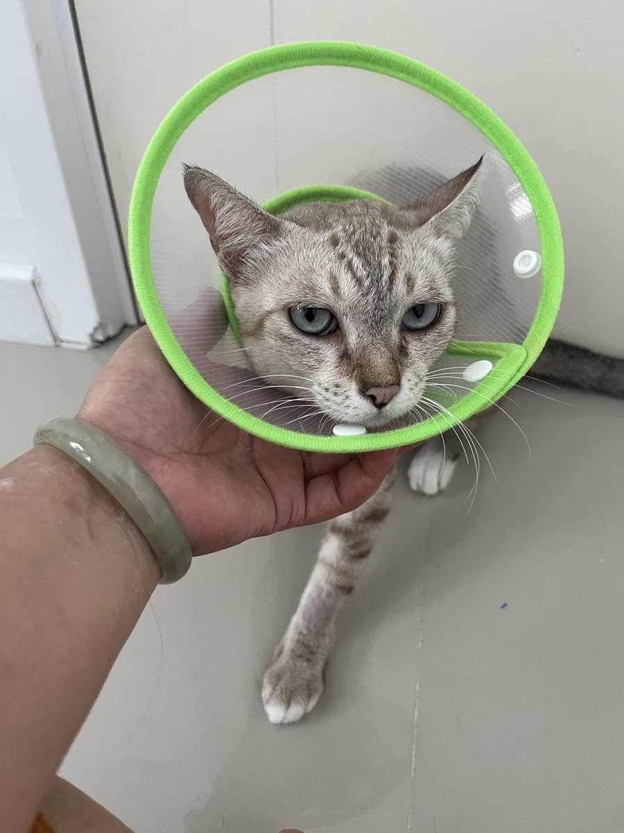 Catster & Co บ้านพักพิงแมวจร tweet media