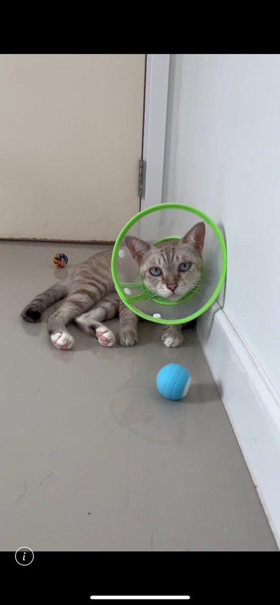 Catster & Co บ้านพักพิงแมวจร tweet media