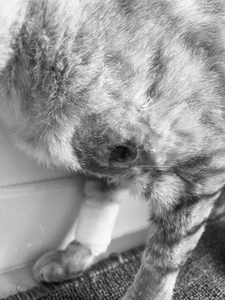 Catster & Co บ้านพักพิงแมวจร tweet media